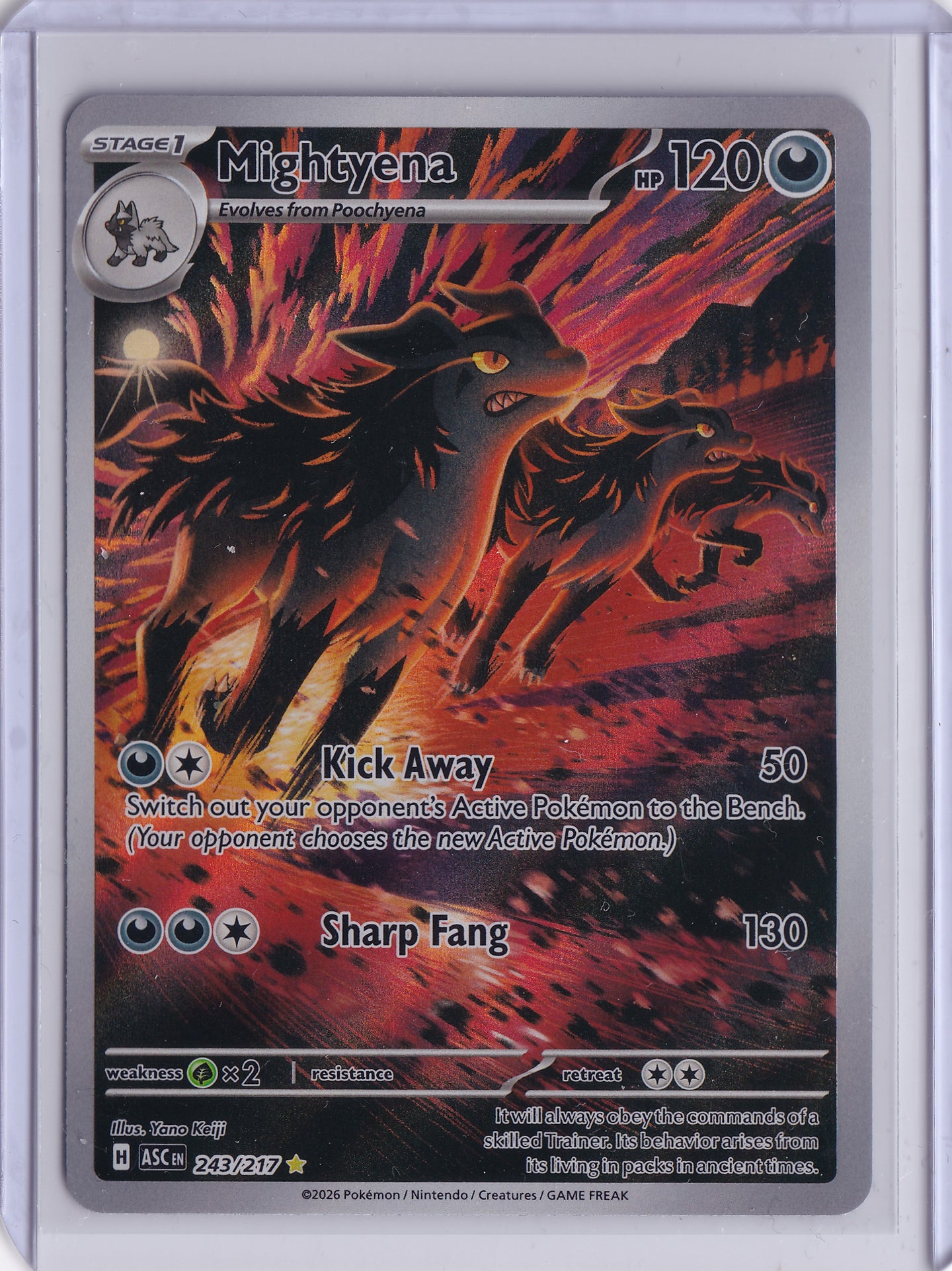 Mightyena 243/217 – Illustration Rare – Ascended Heroes